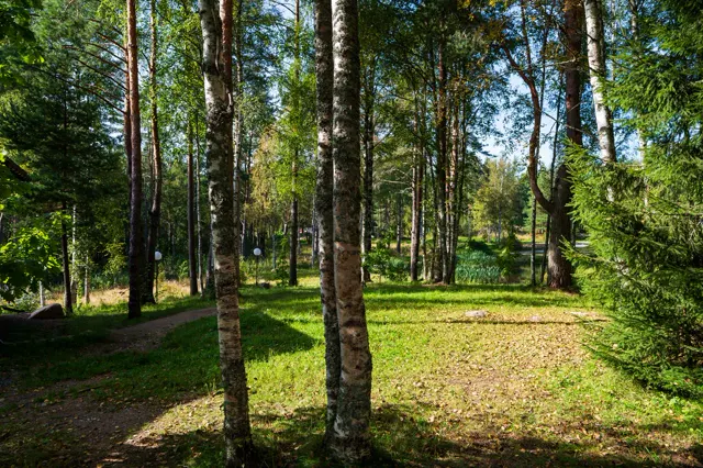 Лес на территории хутора